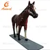 animal anatomy models